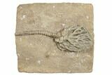 Crinoid (Cyathocrinites) Fossil - Crawfordsville, Indiana #188680-1